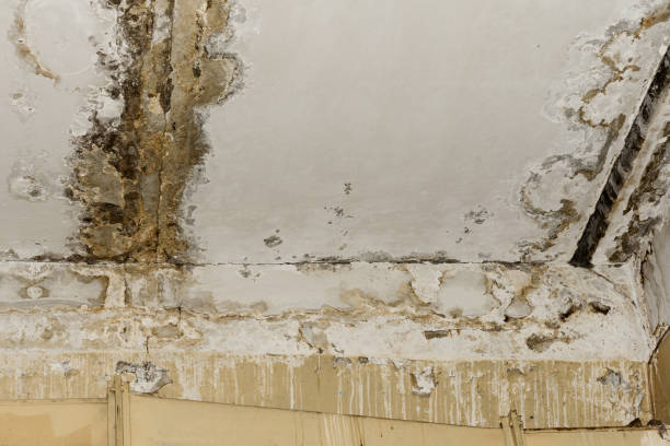 Best Forensic Mold Investigation  in Winter Park, FL