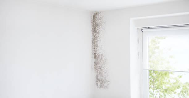 Best HVAC Mold Inspection and Cleaning  in Winter Park, FL