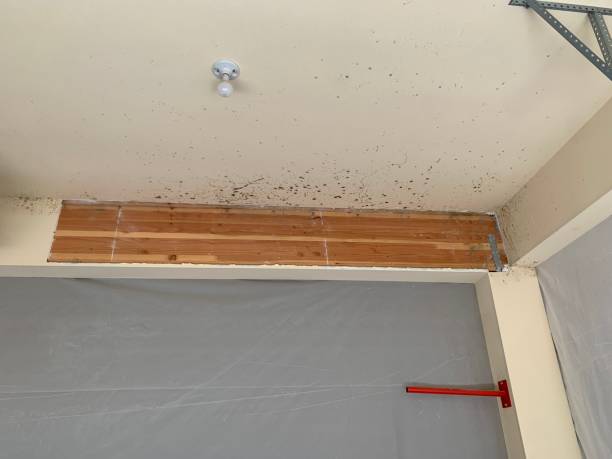 Best Flood Damage  in Winter Park, FL