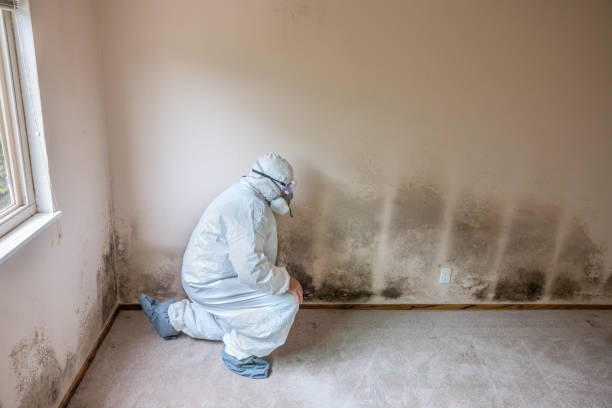 Best Attic Mold Removal  in Winter Park, FL