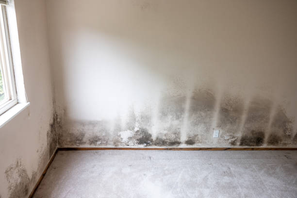 Professional Mold Removal in Winter Park, FL