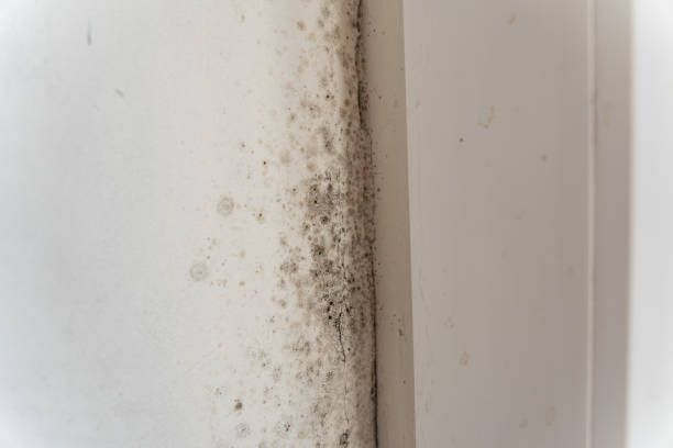 Best Air Quality Testing for Mold Spores  in Winter Park, FL