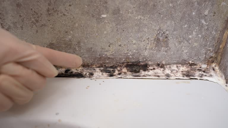 Mold Remediation for Vacation Homes in Winter Park, FL